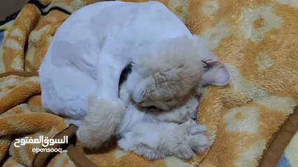  2 قط للتبني ذكر عمر 9 شهور