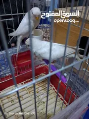  2 ما شاء الله تبارك الرحمن جوز حب الفحل الابيض البينو والانثاي تكساس
