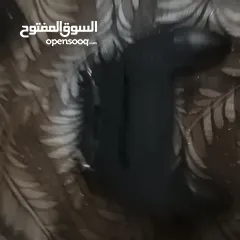  4 كفرات واكرتين للبيع
