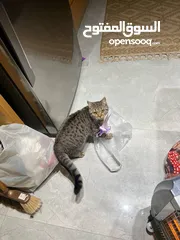  2 سكوتش فولد وسكرتش ستريت المعني يبعت