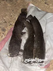  1 اسماك بلبوط او قرموط او اسماك السلور تربيه منزل للبيع بسعر ممتاز