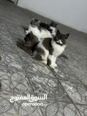  11 قطط شيرازي مون فيس