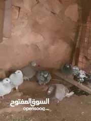  21 حمام للبيع في الزرقاء العالوك بجانب بقالة الصقر التواصل عبر الواتس اب