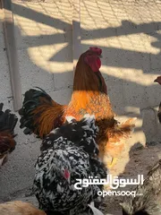 2 جاج لوهمان + بلدي بياض للبيع