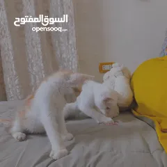  7 قطط لتبني ذكر وانثى عمر شهرين ونص