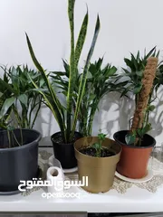  3 نباتات داخليه للبيع