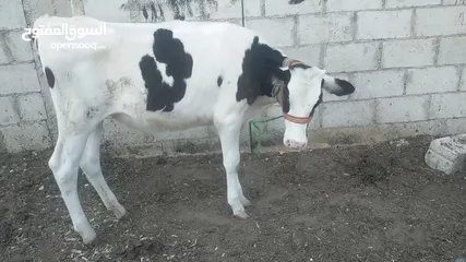  2 عجله المانيه