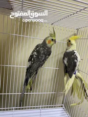  2 parrot both with cage