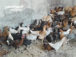  3 متاح فرخات بسحاب
