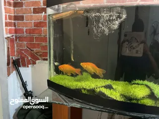  6 حوض سمك كبير + فلتر خارجي + طاوله من الزجاج