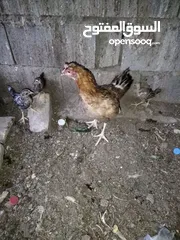  3 دجاجة هيه وفراخه