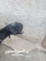  3 5 سخلات و3 جديان شاميات نخب النخب مقنوي تبارك الله كلهن سلالات مستوى نظيف وعنزه شاميه سوبر