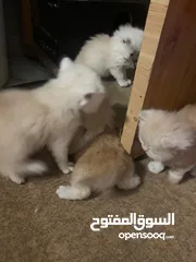  4 قطط شيرازي للبيع