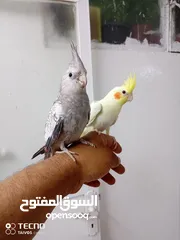  16 جواز كنار جوز دره اليفات كوكتيل اليف ذكور كنار جوز فيشر تحتو بيض