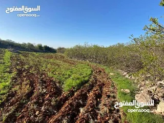  4 أرض في أجمل مناطق عجلون -أراضي عبين عبلين مساحتها (2100م)قوشان مستقل قريب من تلفريك عجلون 8 كيلو