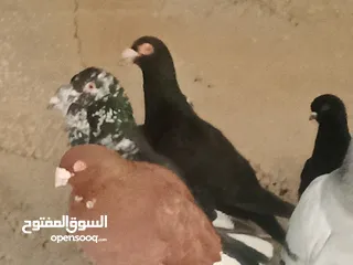  1 انواع حمام مشكلة للبيع