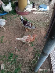  3 دجاج عربي العمر تلات شهور الا شوية
