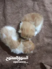  6 قطط هملايا بيرشن بيها مجال سعر