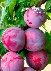  25 مشاتل المملكة الزراعية لتنسيق الحدائق