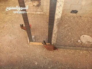  8 دجاج للبيع البزره القديمه