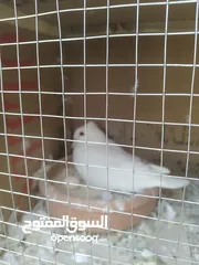  2 جواز حمام للبيع