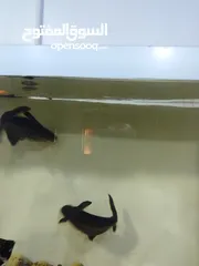  3 سمك قرش زينة