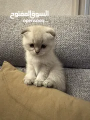  5 قطط سكوتش فولد للبيع