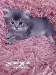  7 ققط للبيع شانشيلا مع شيرازي..جميلات الوان مختلفه ذكور واناث