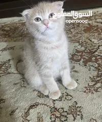  3 للبيع قطط عمر شهرين 2 سكوتش  1 بريتش 1 شانشيلا مكس بريتش