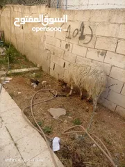  6 لحم ومقنوي سن جمع مطلوب فيه 160