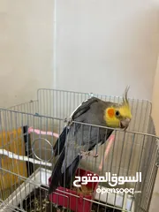  3 ببغاء كوكتيل اليف مدرب عند افضل مدربين ببغاء  صلاه النبي لعوب