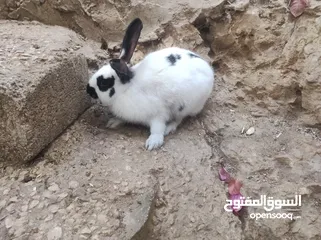  2 انثى شيرازي صلاة النبي عمرها 5 شهور ونص
