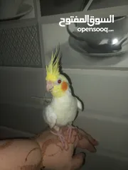  1 Lovely cockatiel