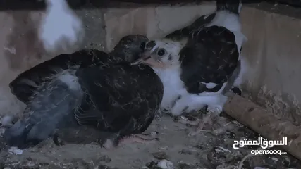  4 زغاليل بلدي حجم كبير للبيع
