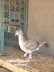  5 حمام زينه للبيع