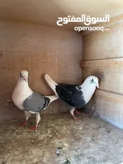  7 حمام ما شاء الله للبيع شوف الوصف