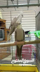  3 جوز كوكتيل وايت فيس  حبات حجب سوبر جامبو مع قفص كاسكو كبير  حجم جامبو  بصلاه على النبي قابل للتفاوض