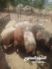 4 موجود خواريف اعمار 7.5 شهور ونص وزن قائم تقريبا 45 كيلو قطعه بصلاة على النبي