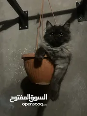  4 قطه هملايا بلون نادر ومميز