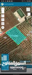  3 ارض مزروعه زيتون كامله للبيع في حبراص