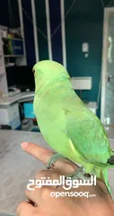  5 Green Parrot friendly