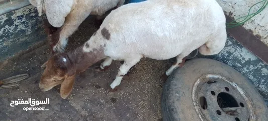  3 عمان جاوا عبرتين عمر ثمانيه اشهر