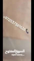  8 أحواض زراعية