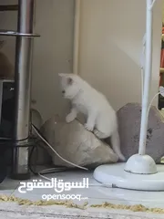  4 قطط شيرازي اناث _ ابوظبي Persian kittens  F&M