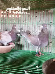  3 مطلوب حمام بلدي نفس الي في صوره