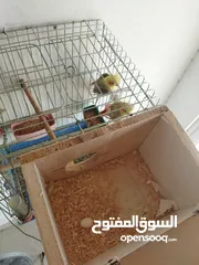  1 كوكتيل شغال ومن اجمل الحبات
