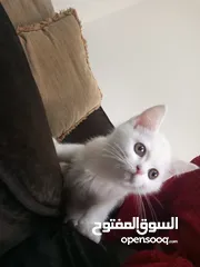  7 قطط شانشيلا بيور