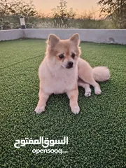  1 Mini Pomeranian Adult 2 years old female and male