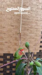  5 Lovebird male 6 months old tamed