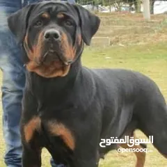  1 2 Rottweiller for sale